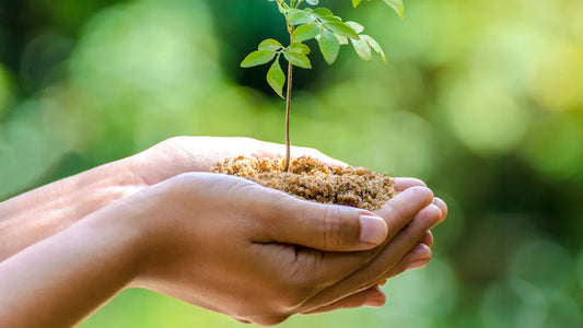 Quels sont les avantages environnementaux de la culture biologique de CBD ?