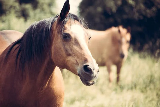 Comment le CBD peut-il être utilisé pour traiter les problèmes de comportement chez les animaux de compagnie ?