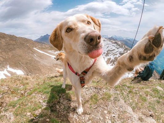 Les propriétaires d'animaux de compagnie devraient-ils considérer le CBD comme une alternative aux médicaments sur ordonnance ?