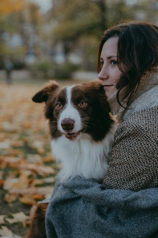 Quels sont les avantages du CBD pour les animaux de compagnie atteints d'arthrite ?