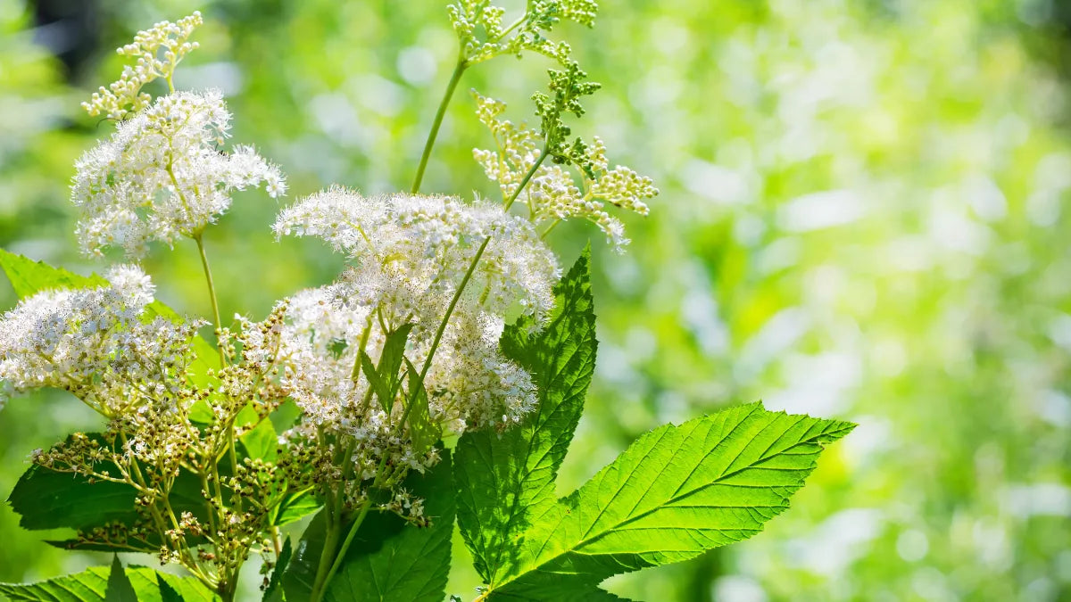 Reine des prés Bio France 40 grammes