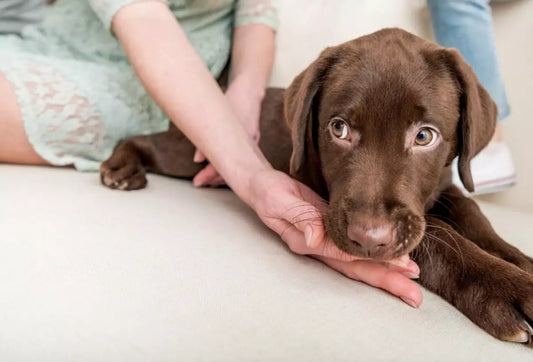 La prise de CBD peut-elle aider à réduire l'anxiété chez les animaux de compagnie ?