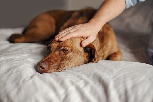 Le CBD est-il sans danger pour les animaux de compagnie souffrant d'épilepsie ?