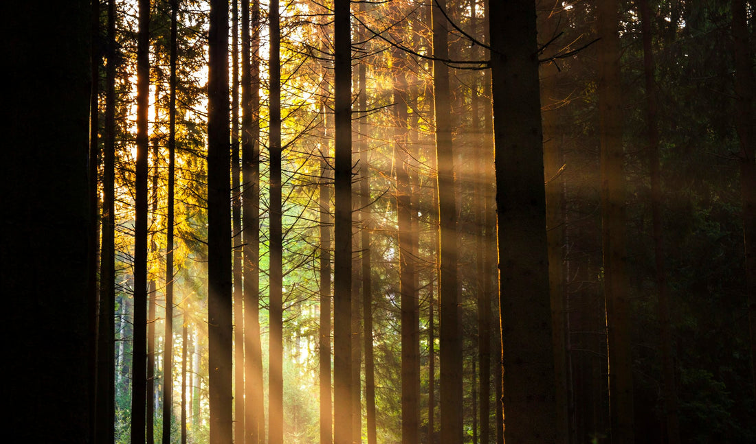 Indoor, greenhouse, outdoor : ce que la culture change