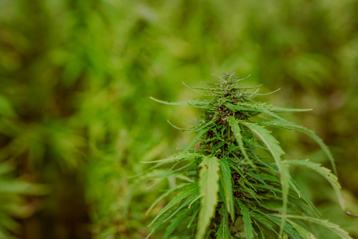Plant de chanvre en gros plan dans un champ