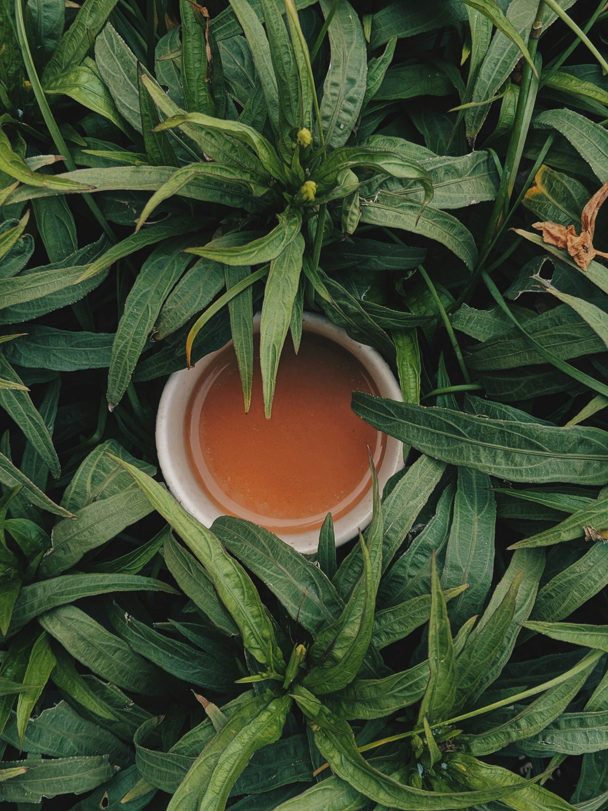 Bol de tisane ambrée entouré de feuilles