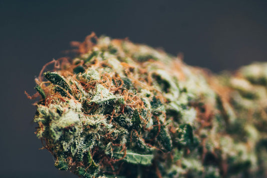 Gas Berry, fleur de CBD
