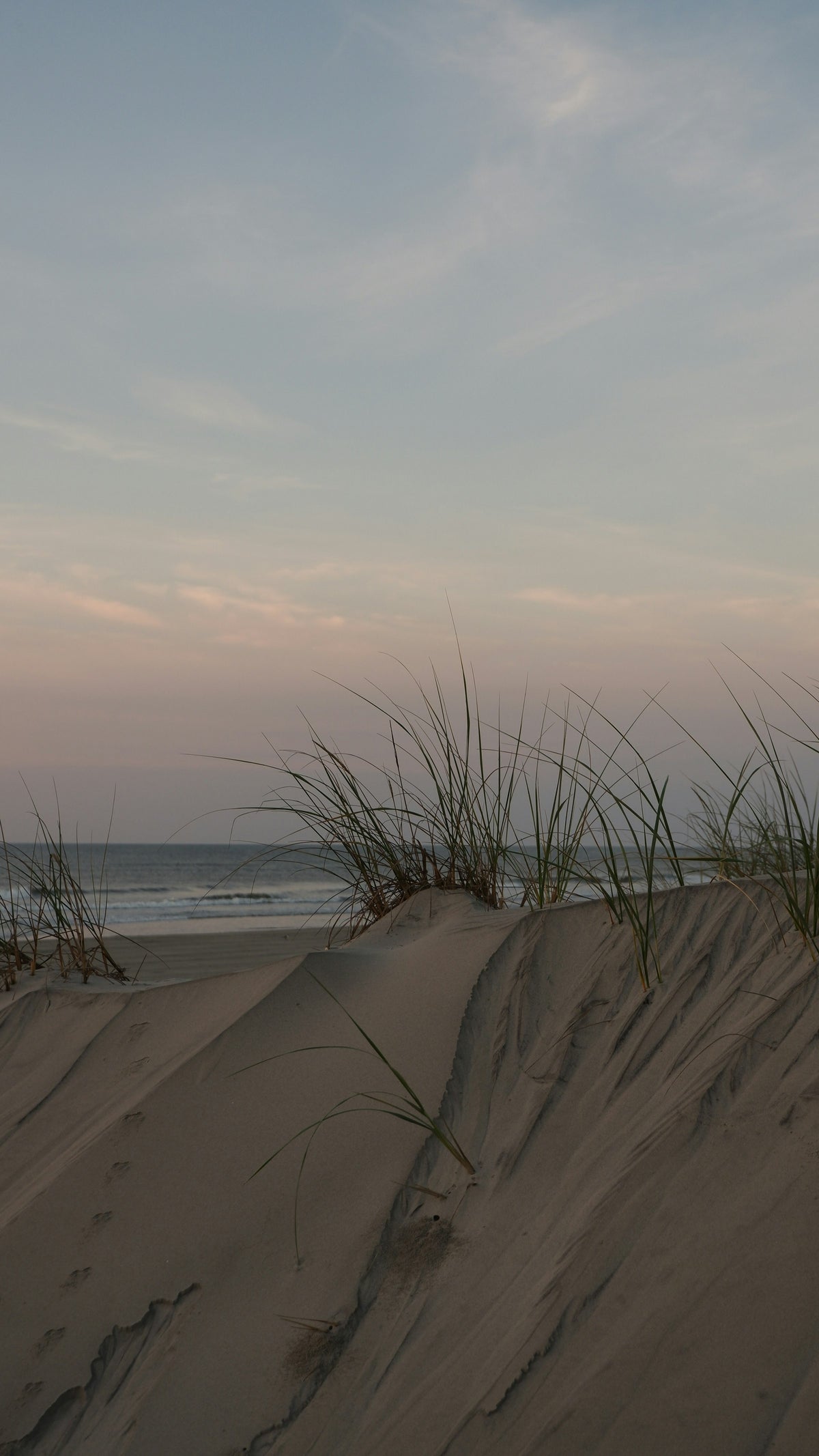 Oyats sur une dune de sable landaise